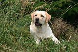 LABRADOR 1254